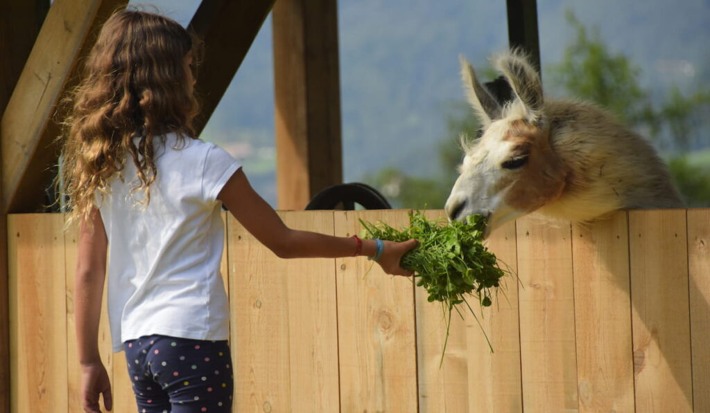 a little girl feeds a llama on a farm