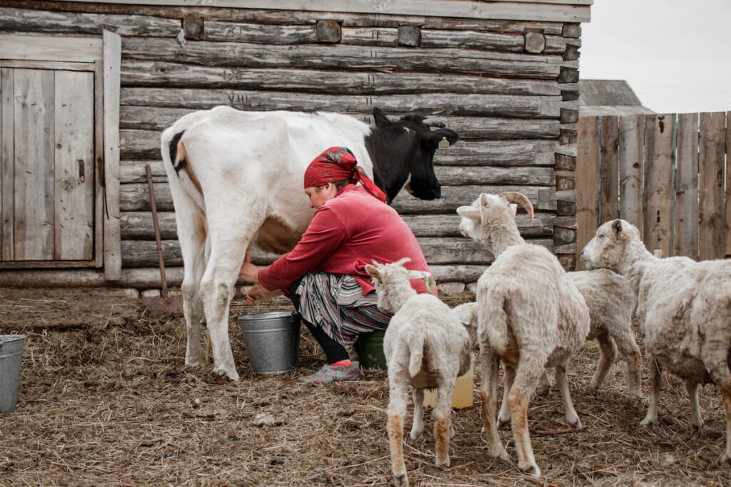 a woman milks a black and white cow on a farm