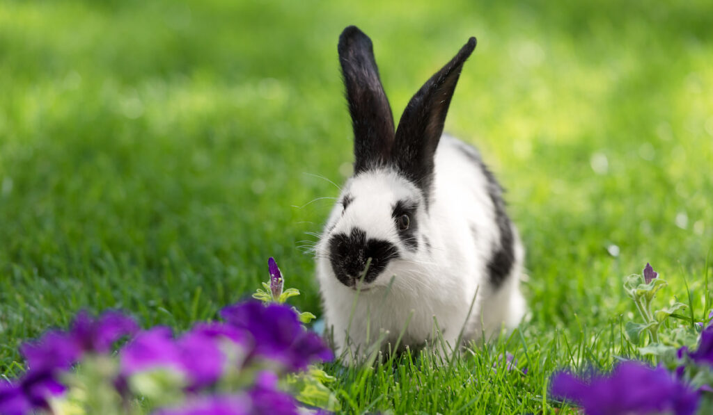 adorable english spot rabbit on green grass near purple tobacco flowers 