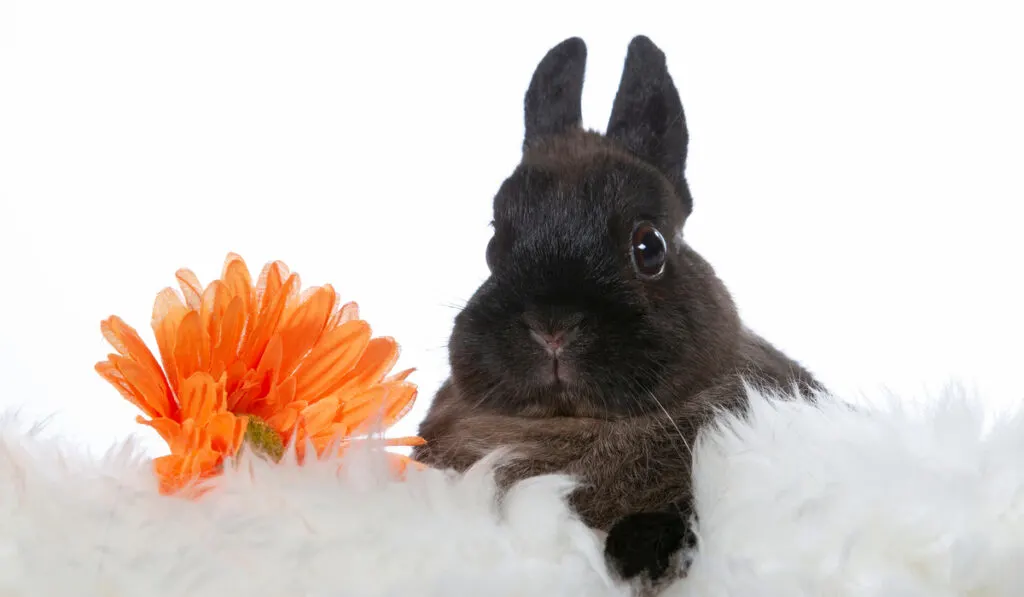 adorable little black polish rabbit with orange flower on white background