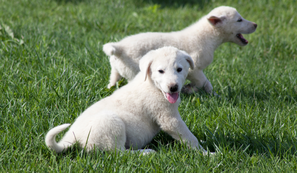 akbash dog puppies are playing
