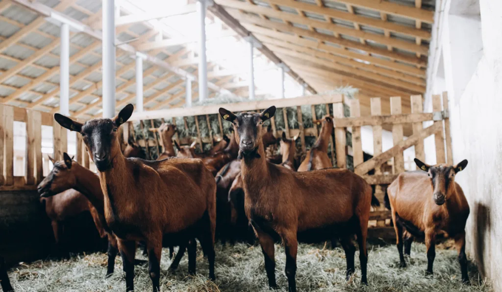 alpine goats on the farm