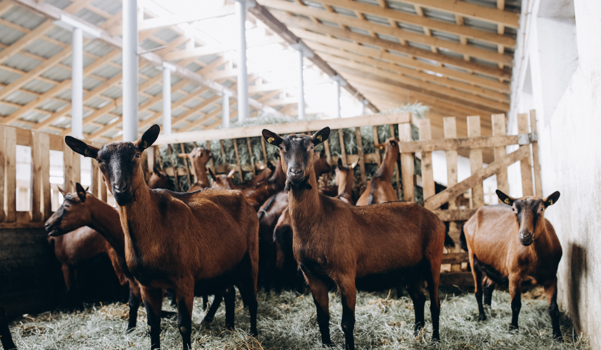 Brown Goat Breeds - Farmhouse Guide