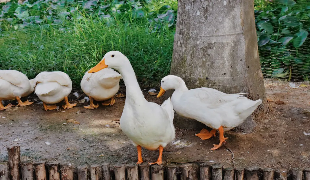 five American peking ducks on a duck farm 