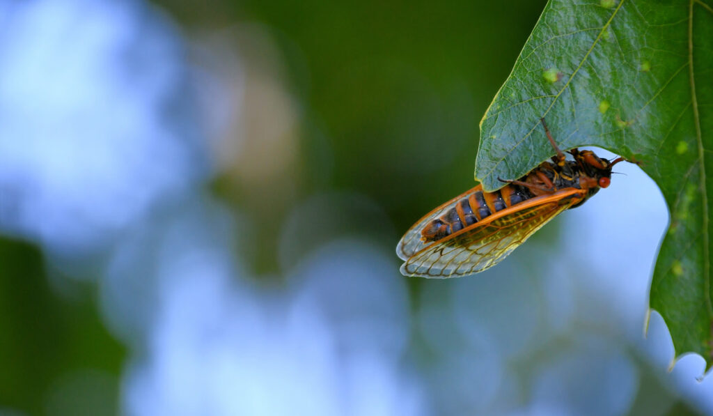 an old cicada bug hanging on a leaf