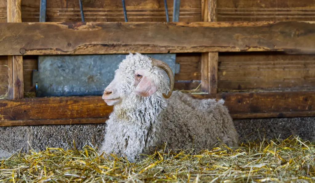 White goat in the barn