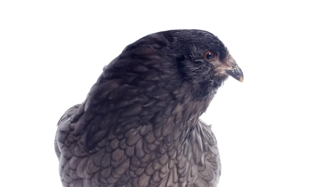 araucana chicken in front of white background
