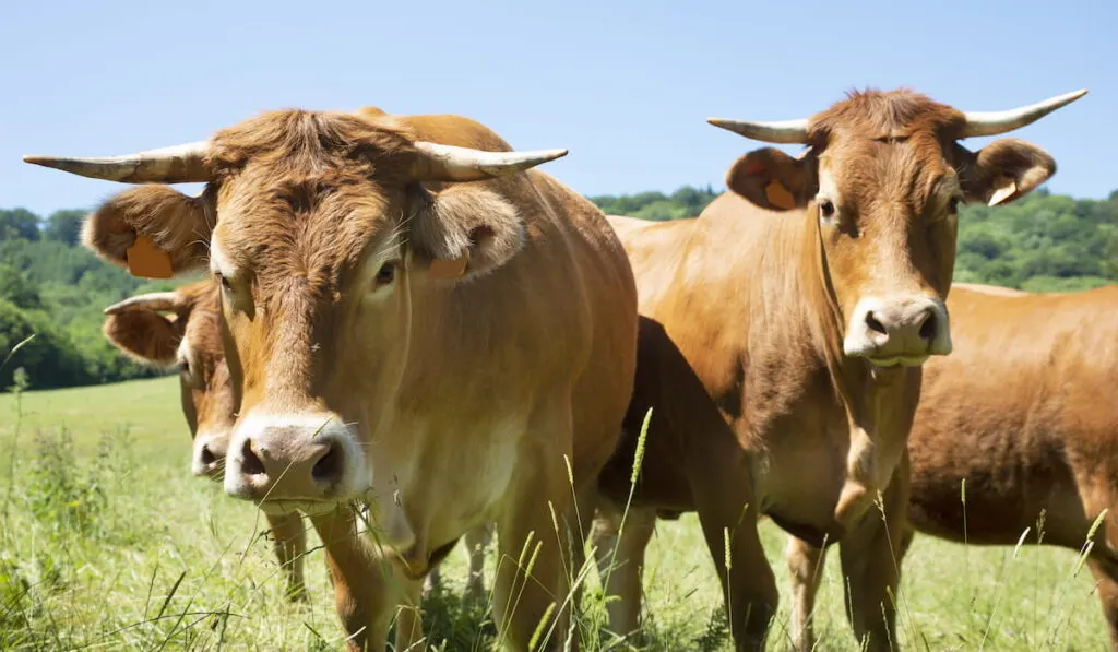 aubrac cattle outdoors