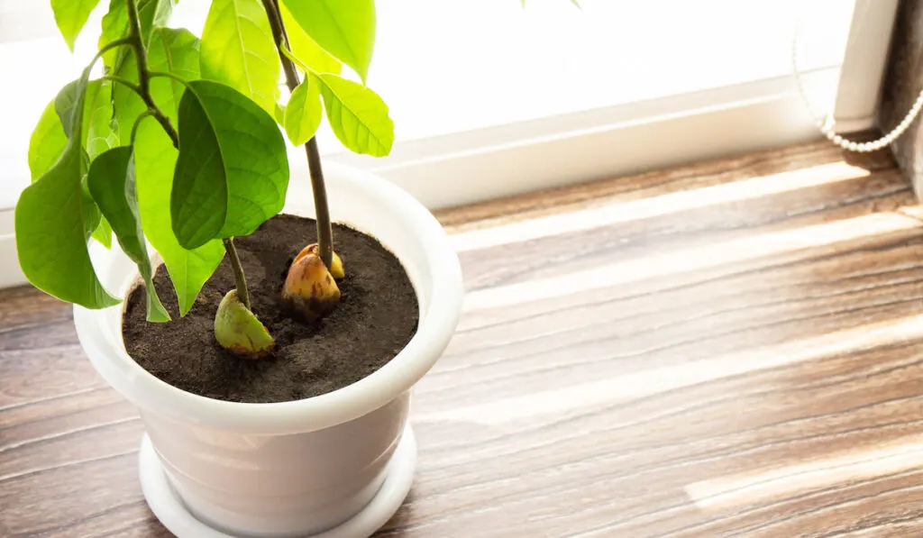 growing avocado plant inside the house 