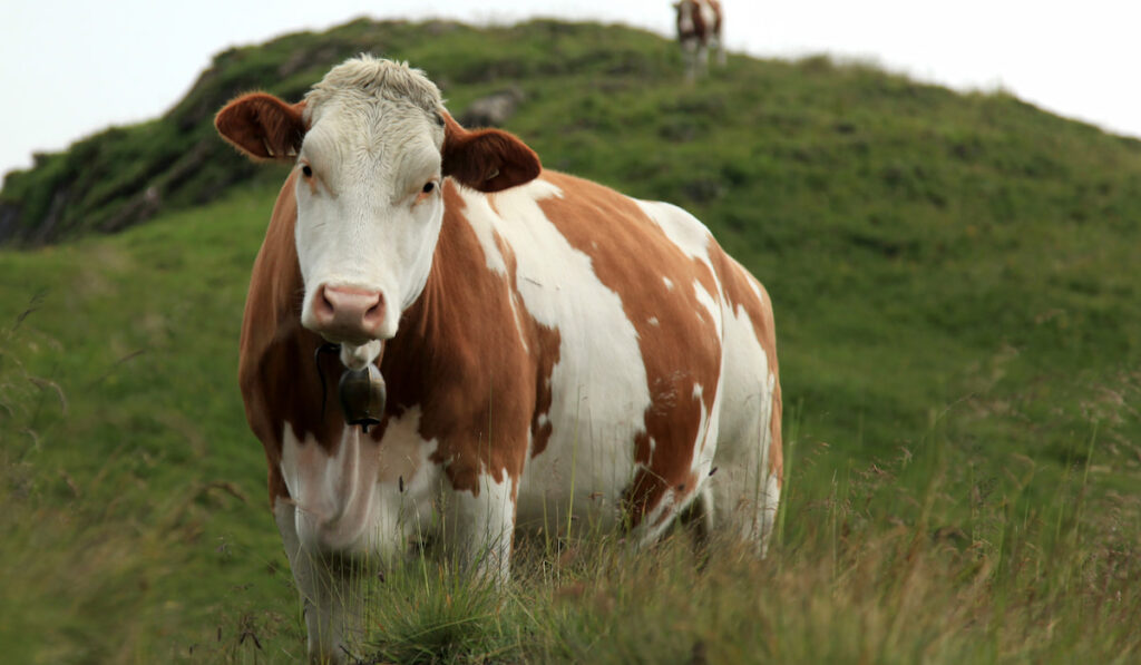 ayrshire cow on the meadow 