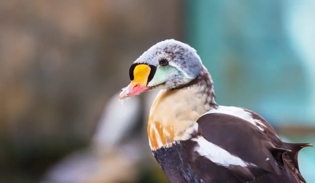 Baby King Eider Duck on blurry background 