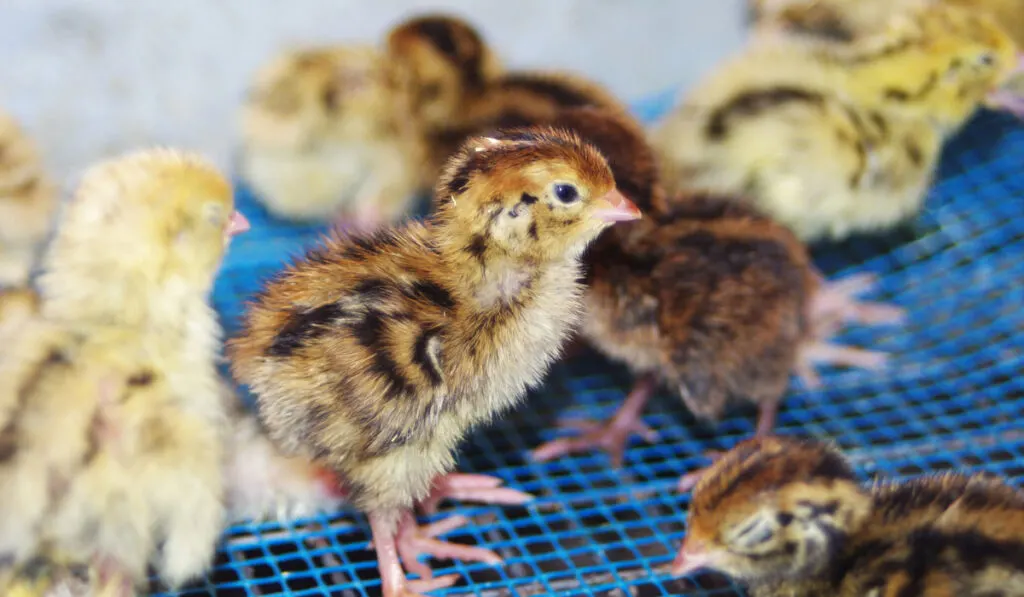 baby quails in the cage 