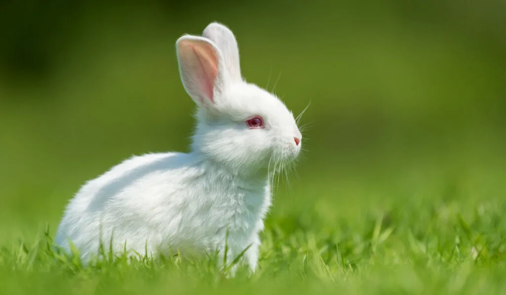 baby white britannia petite rabbit in meadow 