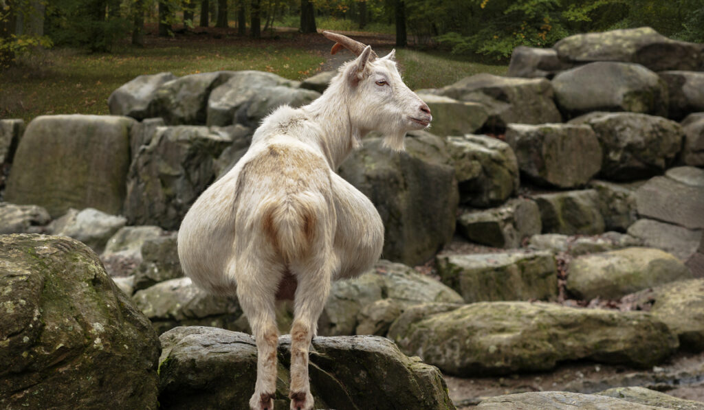 back view of pregnant midget goat standing on rocks 