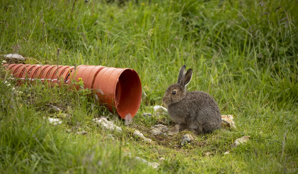bait setup for wild rabbit in grass