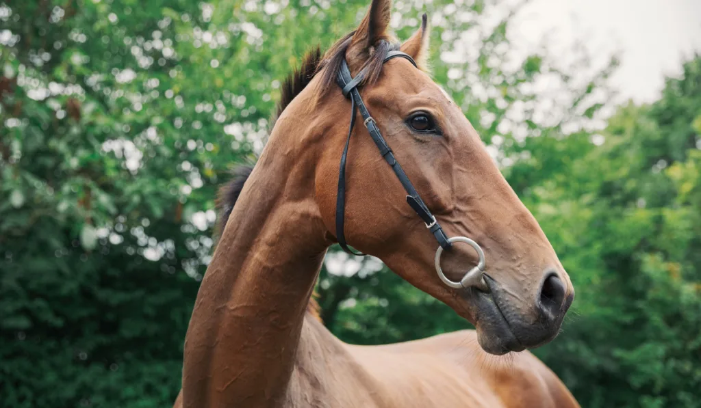  bay thoroughbred racehorse in a paddock