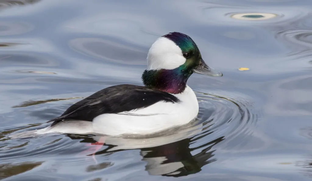 beautiful Bufflehead Duck swimming on the pond 