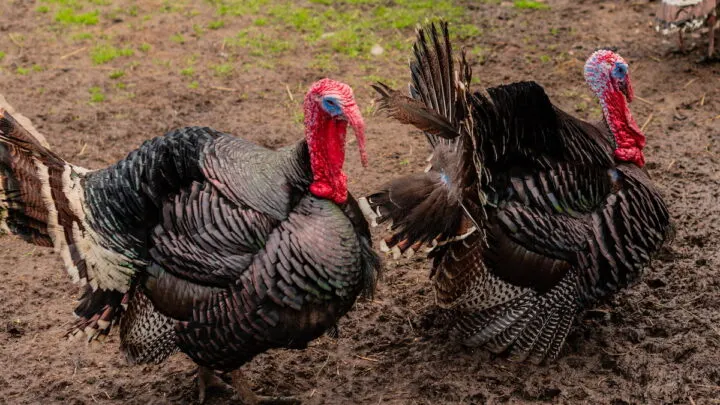 beautiful-adult-multi-colored-turkey-cock-on-the-farm