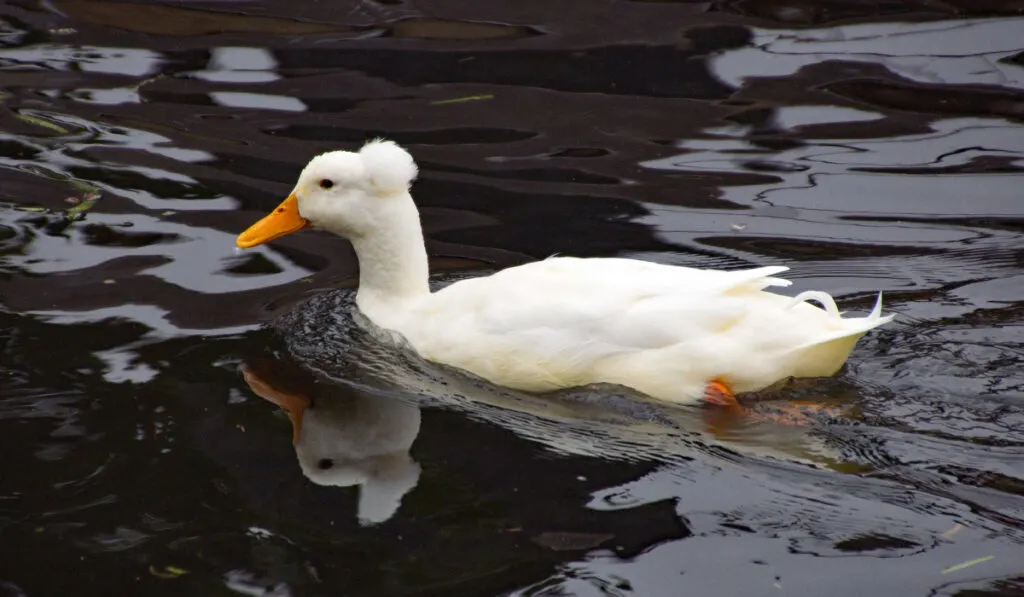 a balinese crested duck swims through the water