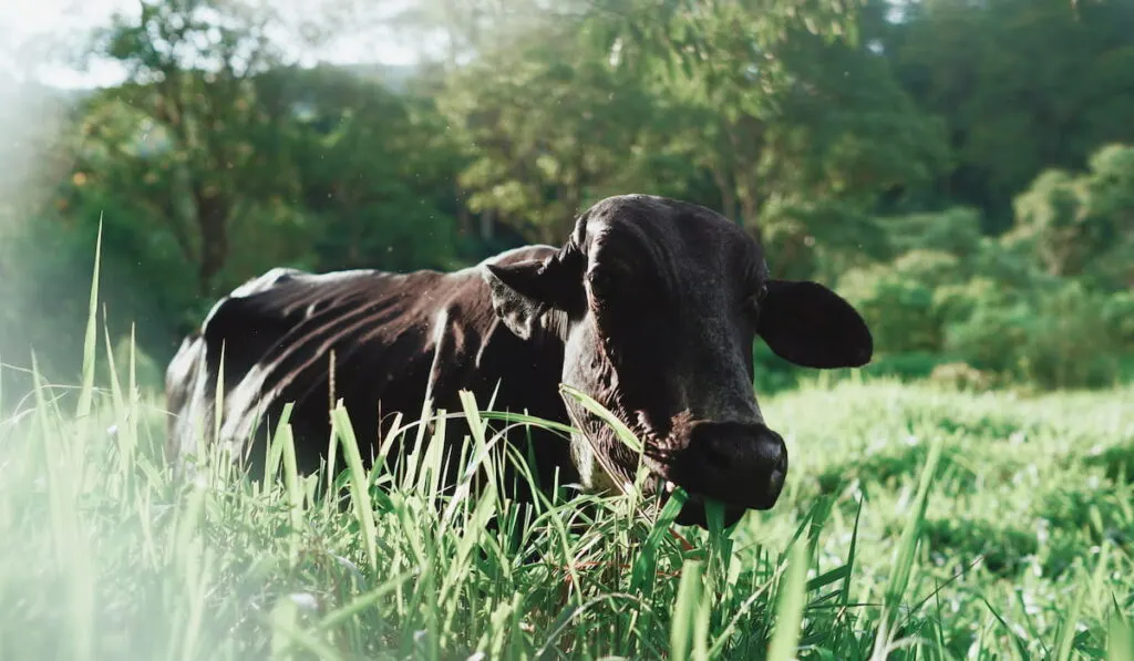 beautiful black cow lying on the grass