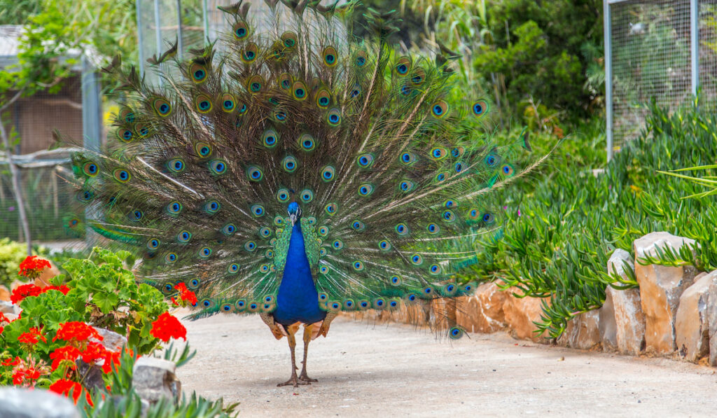 beautiful peacock walking in the garden
