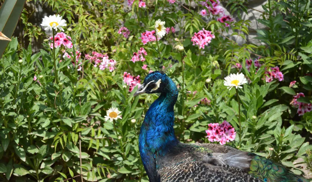 beautiful peacock with flowers and plants on background 