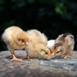Ultimate Guide to Raising Baby Chicks