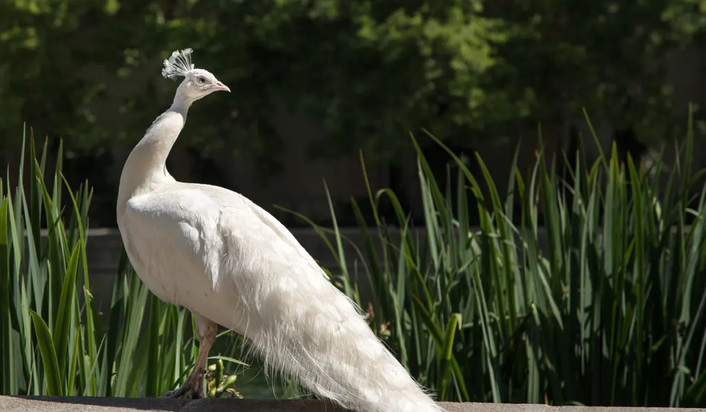 beautiful white peafowl 