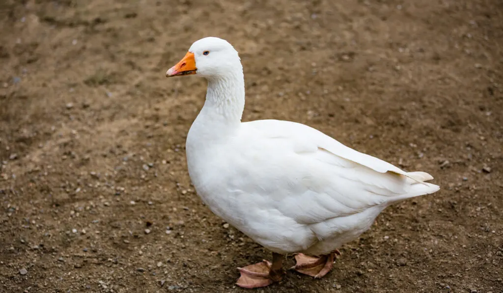 big white wild Czech Goose 