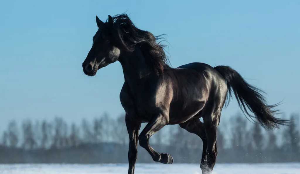 black Mustang running over snow field 