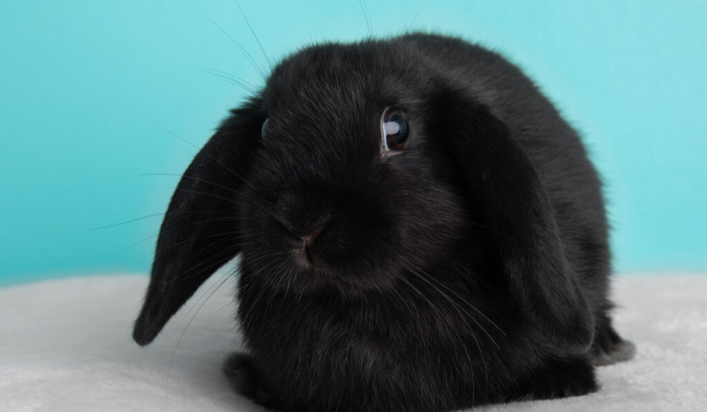 black american fuzzy lop rabbit on light blue background 