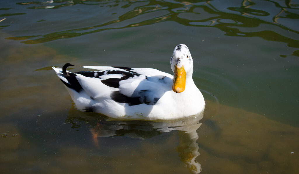 black and white ancona duck swimming on lake 