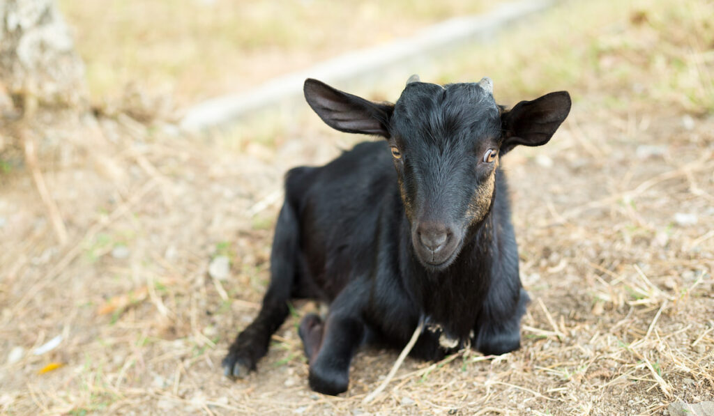 black goat resting in the farm