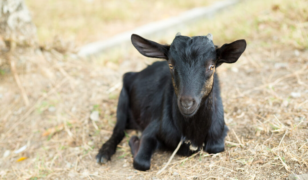 What Does It Mean When A Goat Is Shaking/Shivering? Farmhouse Guide