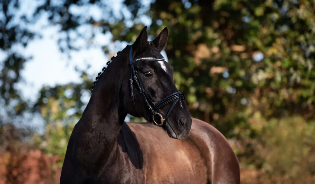 black hanoverian horseon blurry tree background