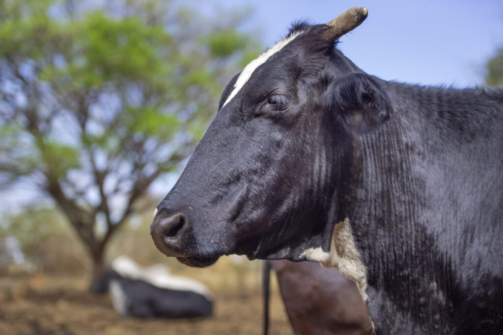 7 Black Cow Breeds - Farmhouse Guide