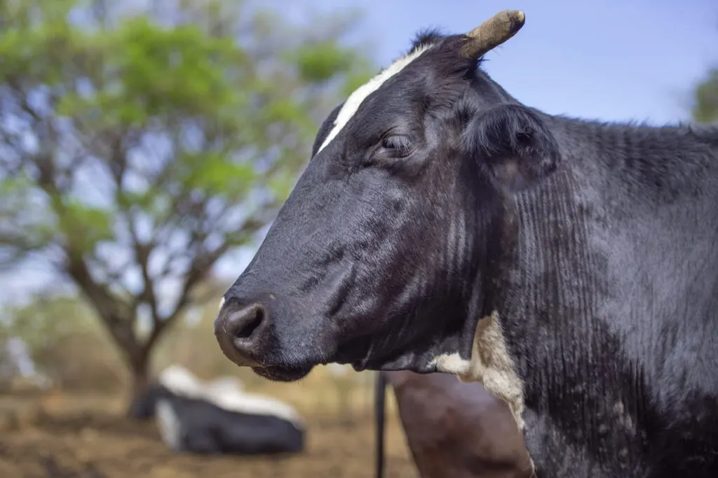 black horned cow close up photo