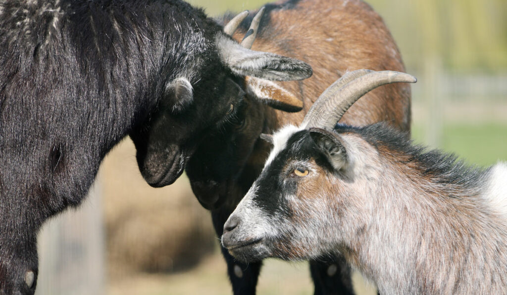 black white and brown goats sticking their heads together