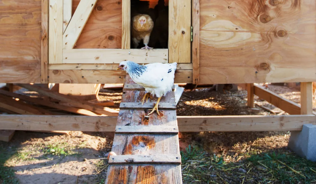 blue easter egger chicken on farm