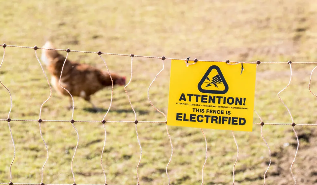 blurry image of chicken behind electrical chicken fence