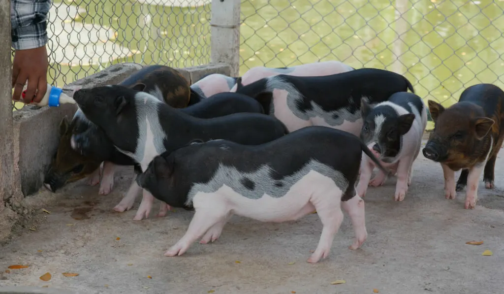 bottle feeding Little piglets at the farm 