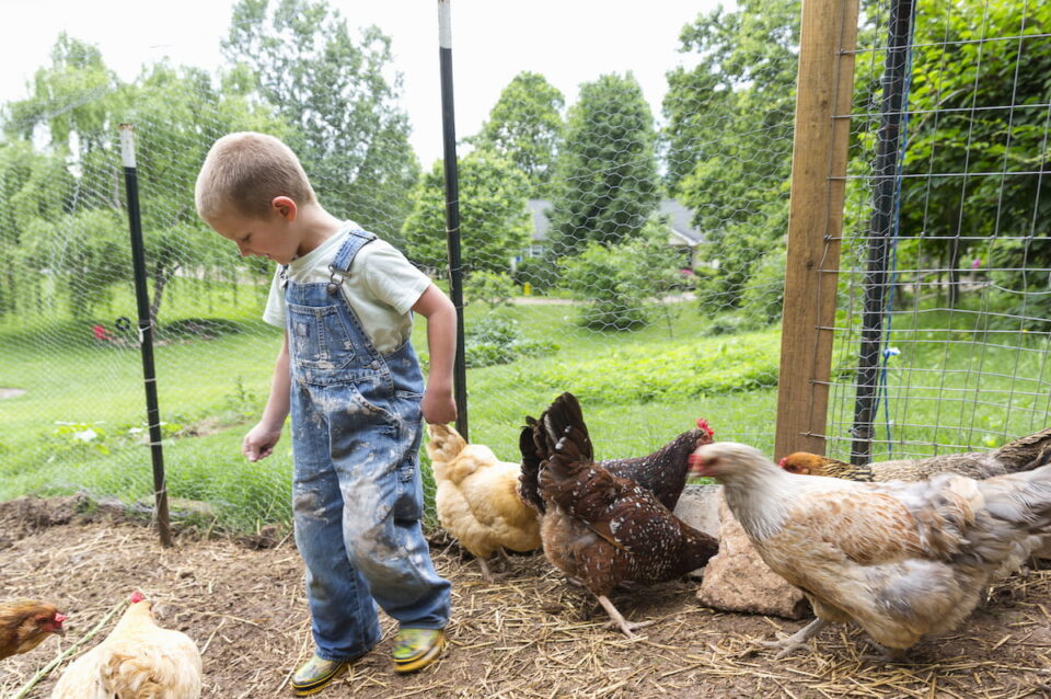 How Much Do Chickens Cost? Farmhouse Guide