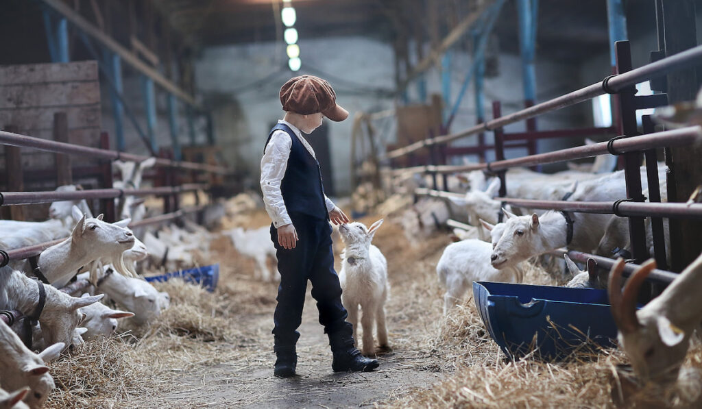 boy on a goat farm, boy and goats 