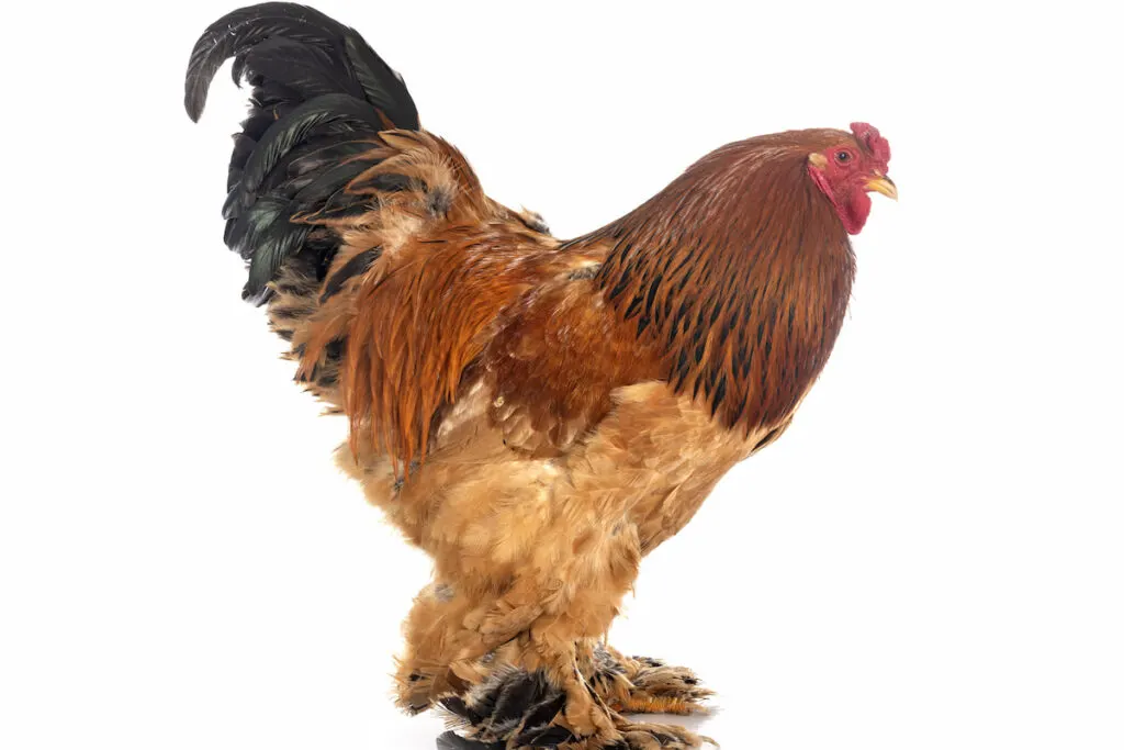 brahma chicken on white background