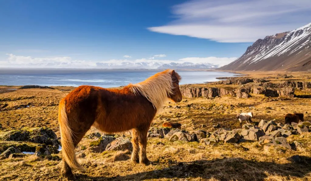 photo of Icelandic Horse in the valley overlooking the ocean and mountains