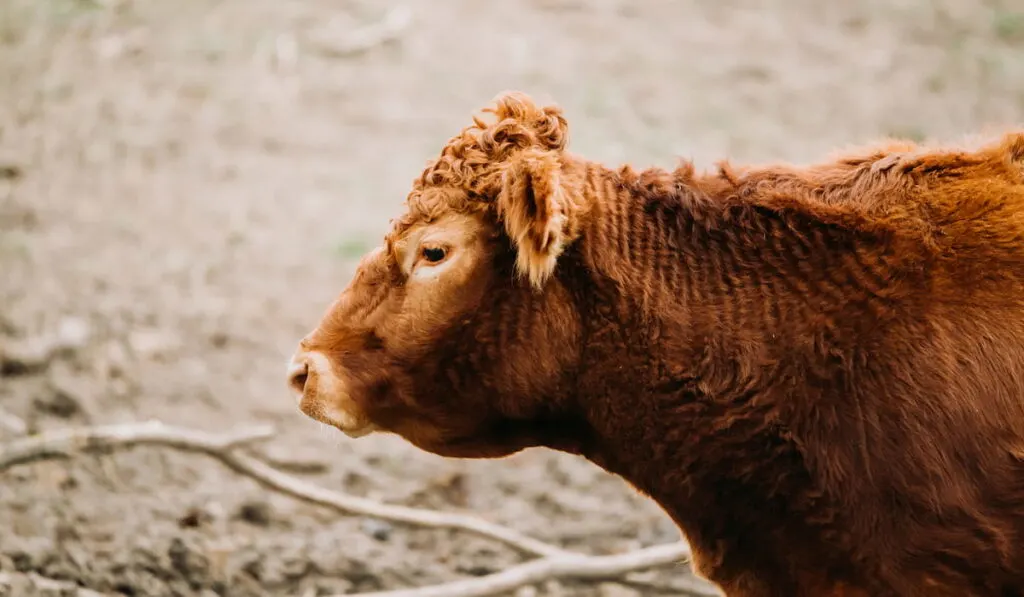 brown limousin cattle
