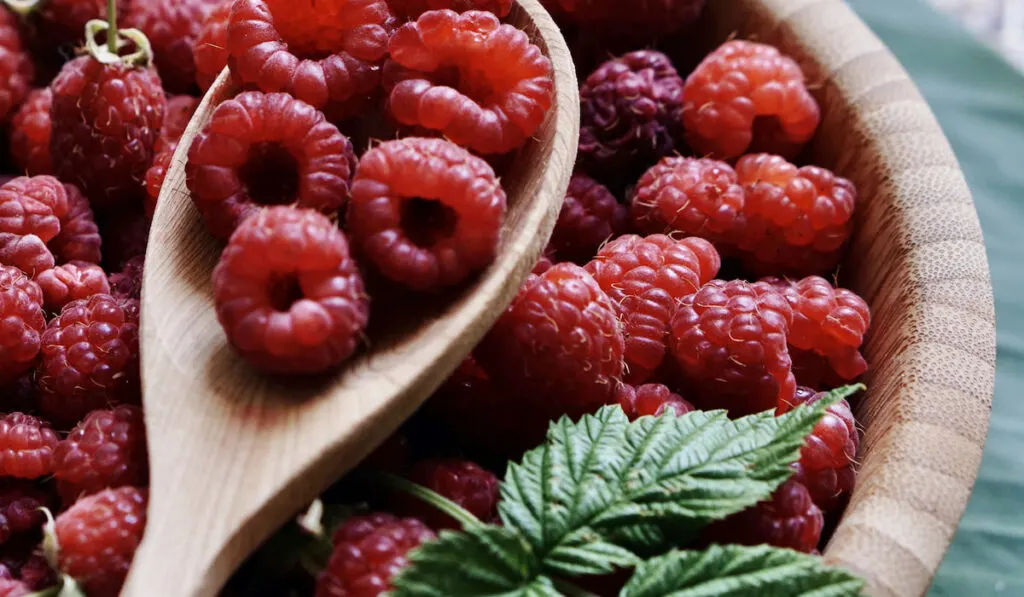 bunch of raspberries on wooden bowl and spoon  