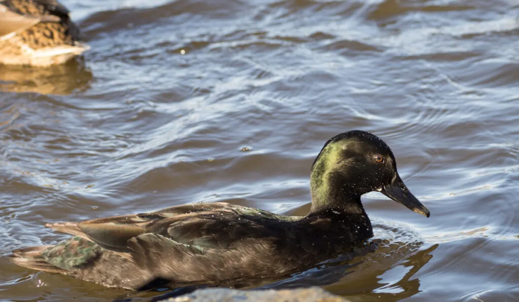 cayuga duck swimming on a lake 