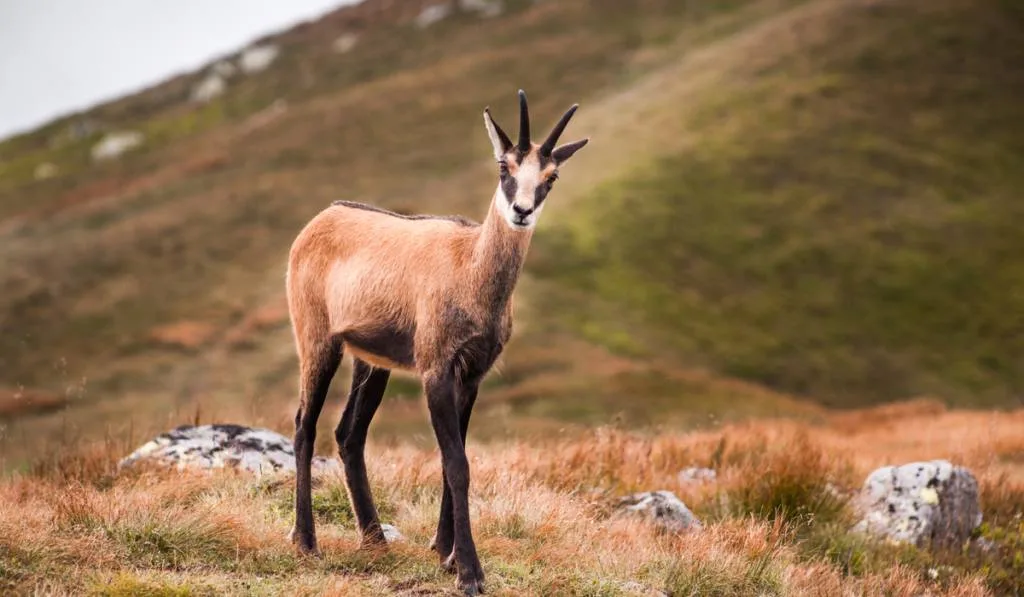 chamois in mountains, 