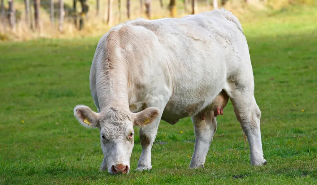charolais cow grazing 